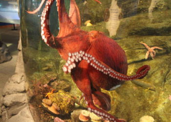 Octopus