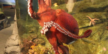 Octopus