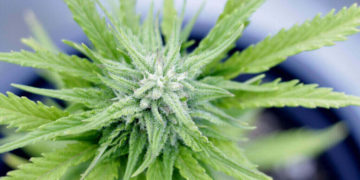 Marijuana