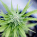 Marijuana
