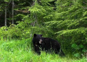 bear