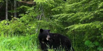 bear