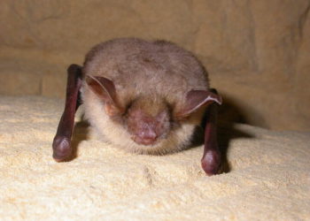 Greater mouse-eared bats