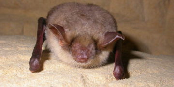Greater mouse-eared bats