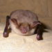 Greater mouse-eared bats