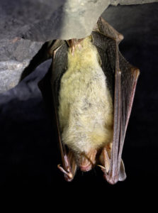 Greater Mouse-Eared Bats Buzz Like Angry Hornets Greater mouse-eared bats