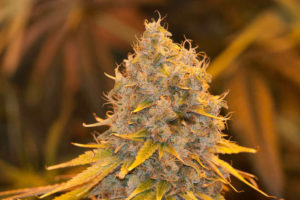 Marijuana