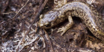 Salamander