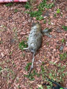 rats
