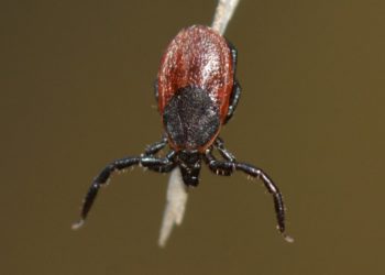 Tick