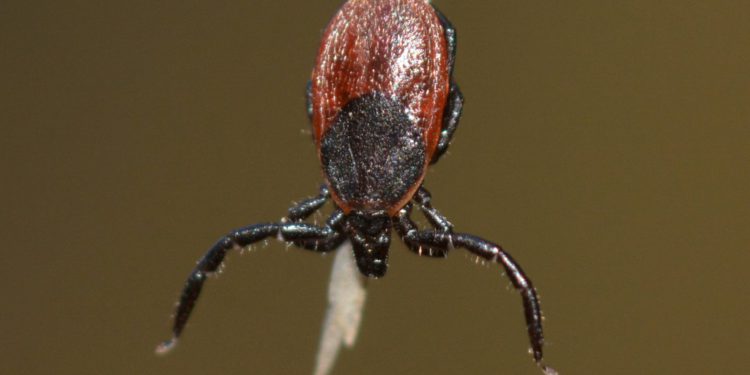 Tick