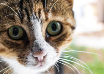 Toxoplasma