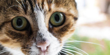 Toxoplasma