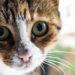 Toxoplasma