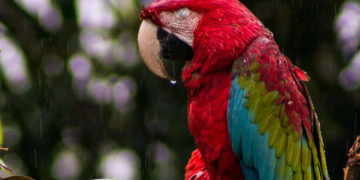zoo