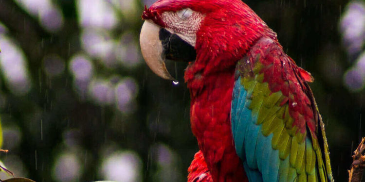 zoo