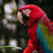 zoo