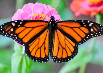 monarch butterflies