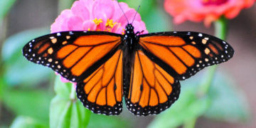 monarch butterflies