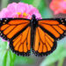 monarch butterflies