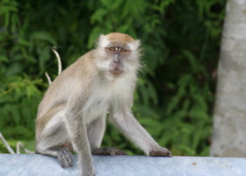 Monkeypox Vaccine