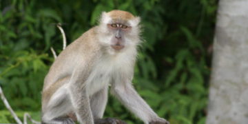 Monkeypox Vaccine