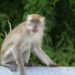 Monkeypox Vaccine