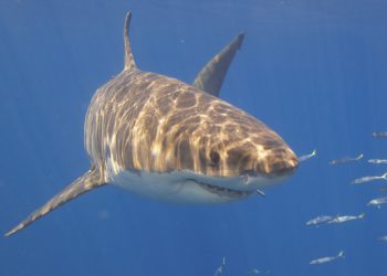 great whute sharks