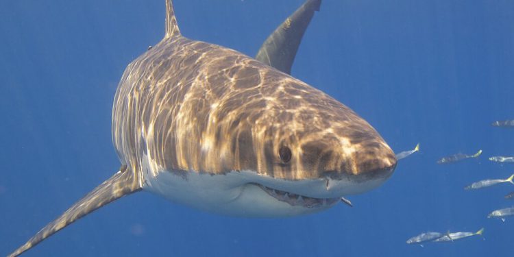 great whute sharks