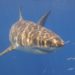 great whute sharks