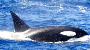 Orcas Scare Great White Sharks From Their Stomping Grounds great white sharks