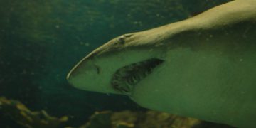 Sharks