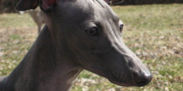 greyhound