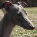greyhound