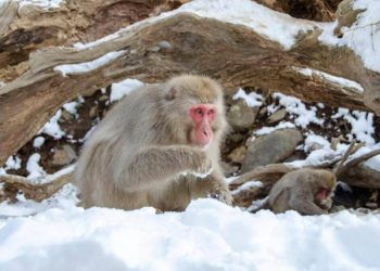 Monkeys