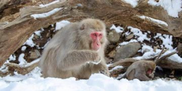 Monkeys