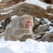 Monkeys