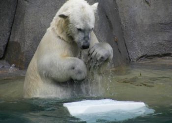 Polar bear