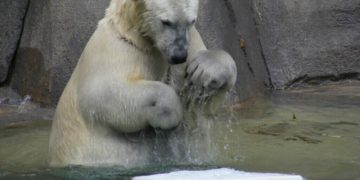 Polar bear