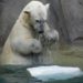 Polar bear