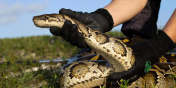 python
