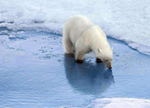 Polar Bear Subpopulation Found in Southeast Greenland Polar Bear