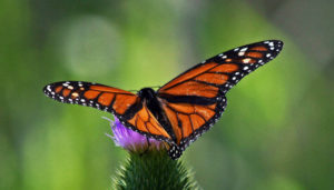 Butterfly Sanctuary Takes Flight in Pilsen Neighborhood butterfly