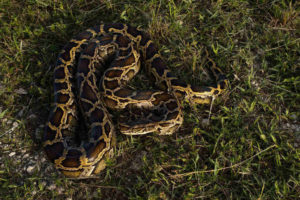 python