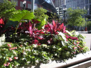 Chicago