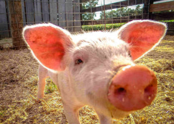 pig