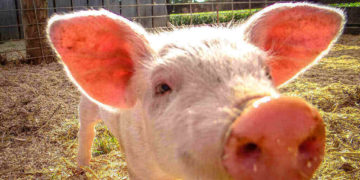 pig