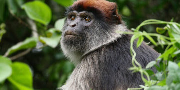 MonkeyPox