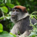 MonkeyPox