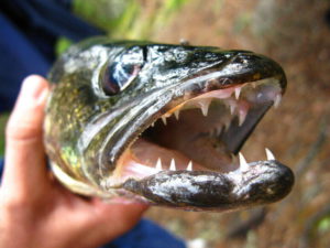 Fishing